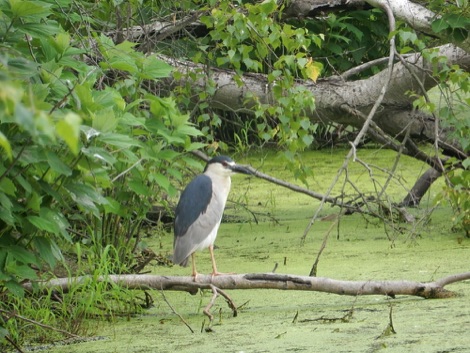Black crowned night heron, Jamaica Bay